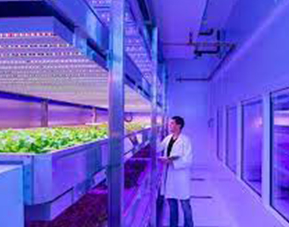 Phillips presenta las luces para cultivos led