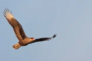 Aves urbanas en Buenos Aires: por qué crecen los caranchos y faltan gorriones. Imagen destacada sobre aves urbanas en Buenos Aires. publicada en Diseño Web Rosario