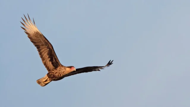 Aves urbanas en Buenos Aires: por qué crecen los caranchos y faltan gorriones. Imagen destacada sobre aves urbanas en Buenos Aires. publicada en Diseño Web Rosario