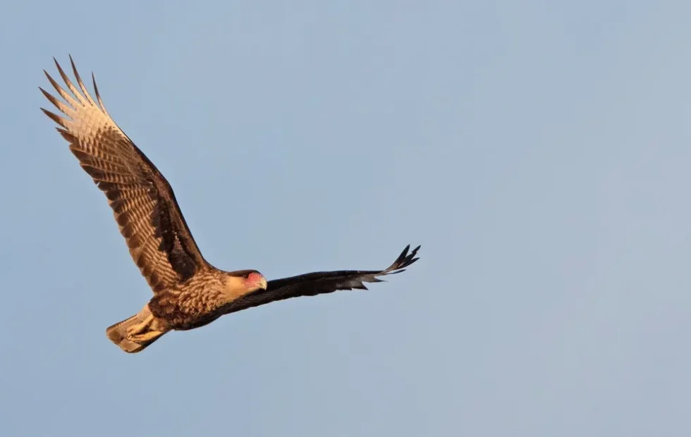 Aves urbanas en Buenos Aires: por qué crecen los caranchos y faltan gorriones. Imagen destacada sobre aves urbanas en Buenos Aires. publicada en Diseño Web Rosario