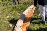 El colmillo de mastodonte más grande de Sudamérica fue hallado en San Pedro. Imagen destacada sobre colmillo de mastodonte. publicada en Diseño Web Rosario