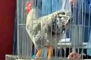 Gallo bataraz récord: vendieron un campeón por $3 millones en Bolívar. Imagen destacada sobre gallo bataraz récord. publicada en Diseño Web Rosario