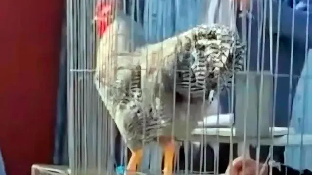 Gallo bataraz récord: vendieron un campeón por $3 millones en Bolívar. Imagen destacada sobre gallo bataraz récord. publicada en Diseño Web Rosario