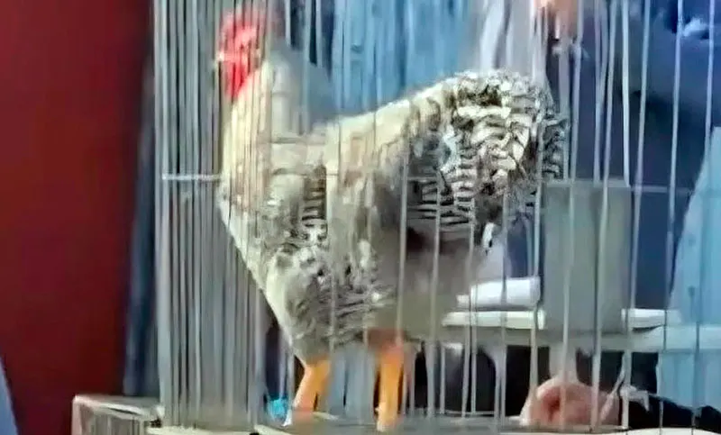 Gallo bataraz récord: vendieron un campeón por $3 millones en Bolívar. Imagen destacada sobre gallo bataraz récord. publicada en Diseño Web Rosario