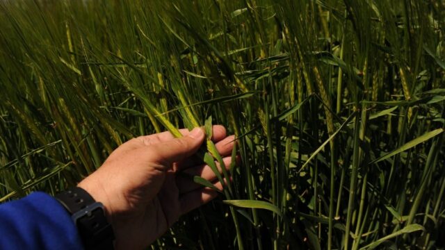 La producción triguera podría ser la segunda más alta en 17 años. Fotografía editorial relacionada con producción triguera 2026. publicada en Diseño Web Rosario