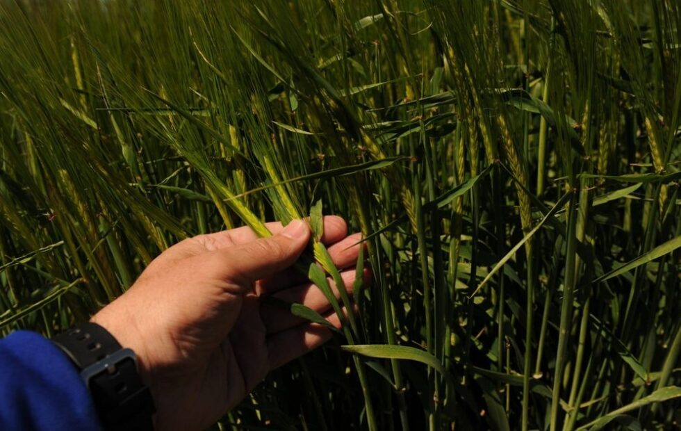 La producción triguera podría ser la segunda más alta en 17 años. Fotografía editorial relacionada con producción triguera 2026. publicada en Diseño Web Rosario