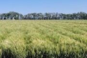 Las lluvias de octubre mejoran el trigo y preparan la siembra de soja. Imagen destacada sobre lluvias de octubre. publicada en Diseño Web Rosario