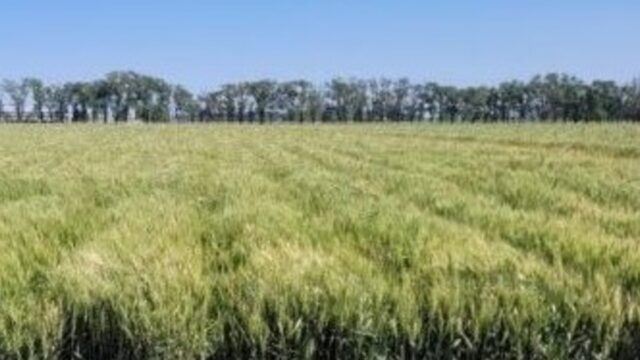 Las lluvias de octubre mejoran el trigo y preparan la siembra de soja. Imagen destacada sobre lluvias de octubre. publicada en Diseño Web Rosario