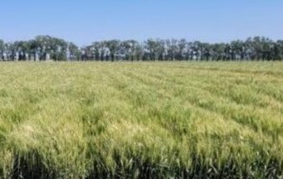 Las lluvias de octubre mejoran el trigo y preparan la siembra de soja. Imagen destacada sobre lluvias de octubre. publicada en Diseño Web Rosario