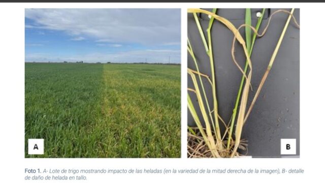 Trigo: heladas y enfermedades complican la campaña en Santa Fe y Córdoba. Fotografía editorial relacionada con alertas sobre trigo. publicada en Diseño Web Rosario