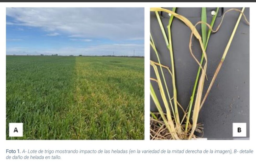 Trigo: heladas y enfermedades complican la campaña en Santa Fe y Córdoba. Fotografía editorial relacionada con alertas sobre trigo. publicada en Diseño Web Rosario